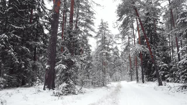 冬天的霜冻日，在美丽的雪林。视频素材