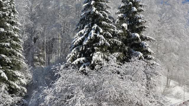 无人机拍摄的冬季积雪下森林的视频。视频素材