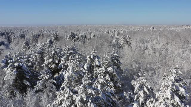 冬季雪地下森林的无人机视频。视频素材