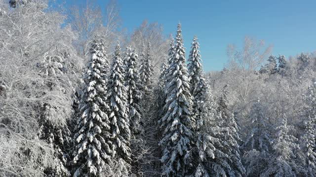 冬季雪地下森林的倒车无人机航拍视频。视频素材