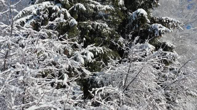 无人机拍摄的冬季积雪下森林的视频。视频素材