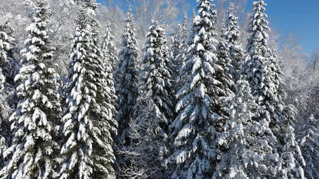 无人机拍摄的冬季积雪下森林的视频。视频素材