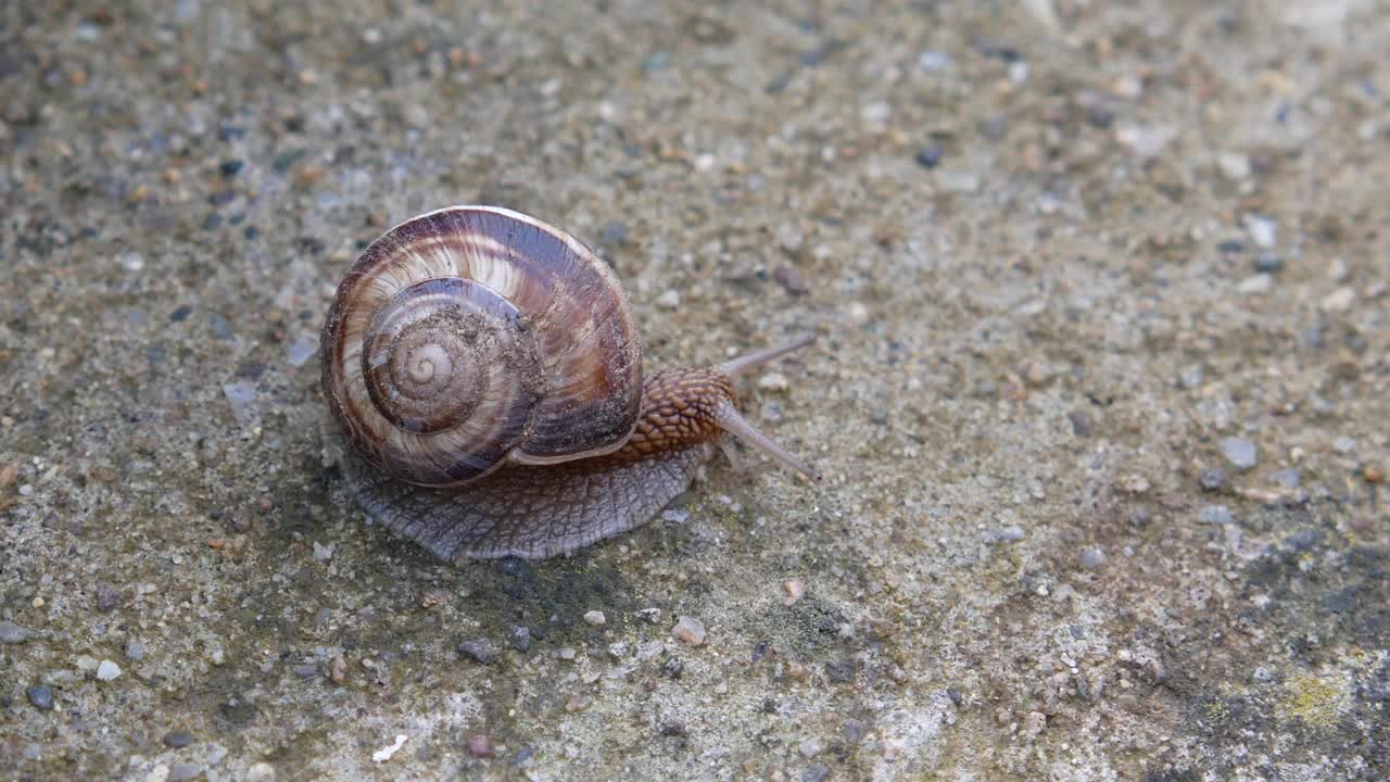 蜗牛在混凝土上，蜗牛在雨中在混凝土板上视频素材