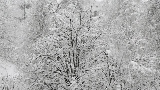 森林里的树木被大雪覆盖视频素材