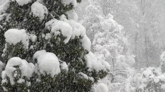 森林里的树木被大雪覆盖视频素材