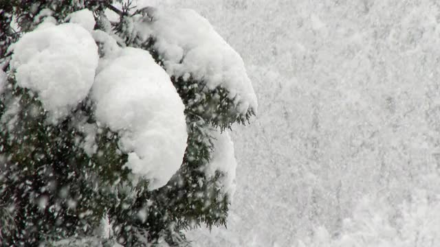 森林里的树木被大雪覆盖视频素材