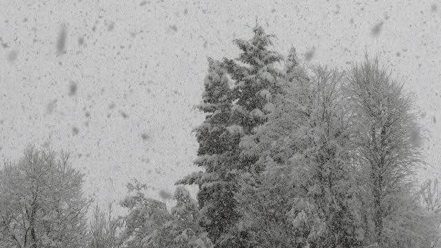 森林里的树木被大雪覆盖视频素材