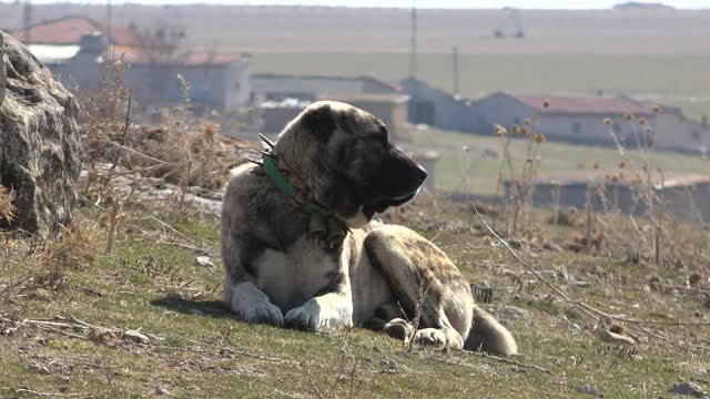 土耳其乡村牧场上的安纳托利亚牧羊犬视频素材