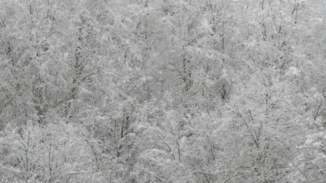 森林里的树木被大雪覆盖视频素材