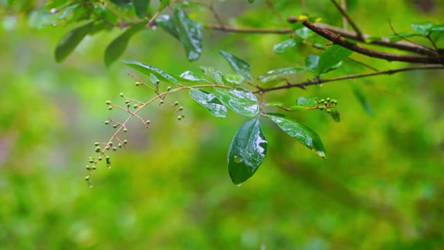 特写镜头，雨轻轻落在树叶上，基列山，北卡罗来纳州视频素材