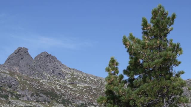 风景从山上和丘陵野生松树视频素材