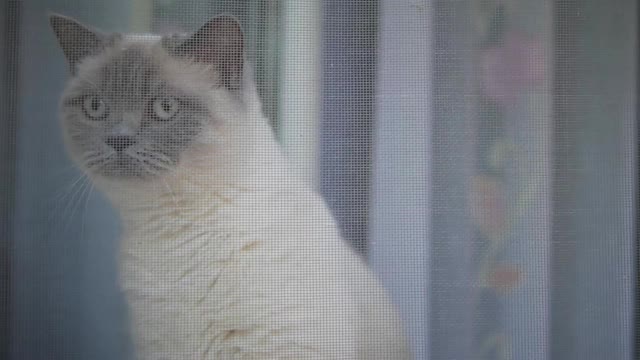 毛茸茸的猫坐在窗户上。猫四处看窗外。视频素材