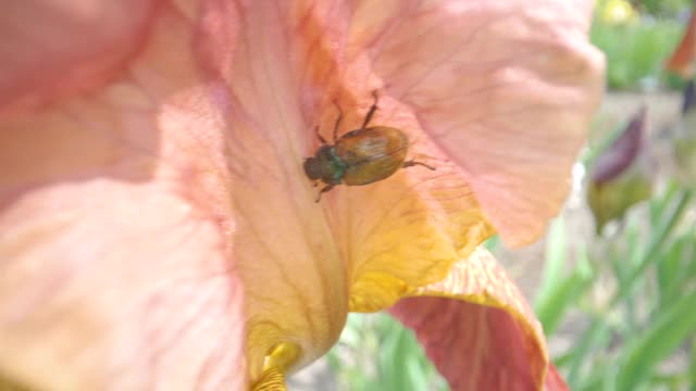 粉红色花瓣上的小甲虫视频素材