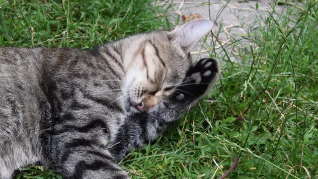 年轻的虎斑猫舔黑色的爪子躺在绿色的草和香草视频素材