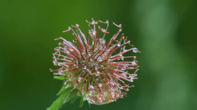 花园里含苞似放的水仙花视频素材