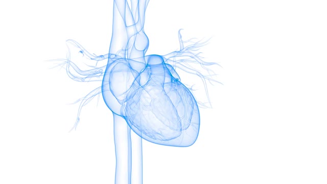 人体循环系统心脏跳动解剖动画概念视频素材