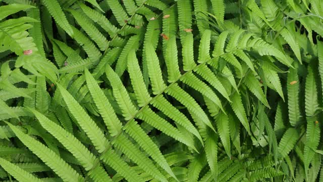 热带雨林中的蕨类植物视频素材