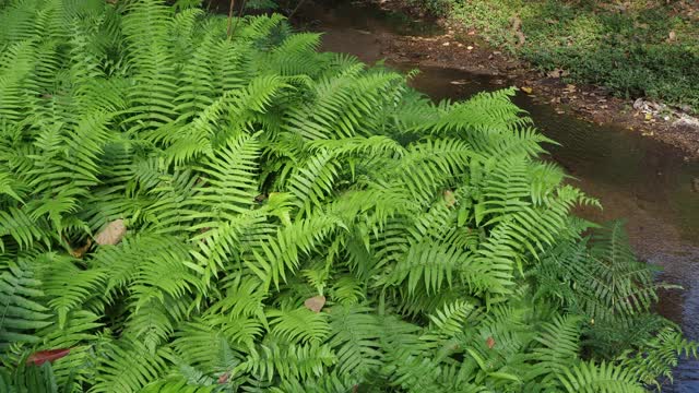 热带雨林中的蕨类植物视频素材