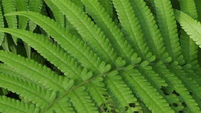 热带雨林中的蕨类植物视频素材