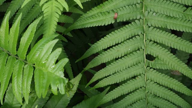 热带雨林中的蕨类植物视频素材