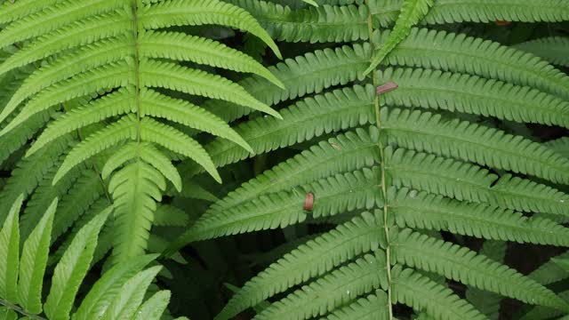 热带雨林中的蕨类植物视频素材