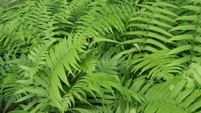 热带雨林中的蕨类植物视频素材