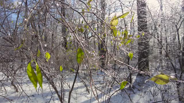 在大雪后的一个阳光明媚的日子里，在森林里冬季景观的镜头视频素材