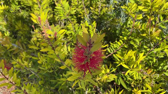 那棵红叶植物在绿色植物中。视频素材