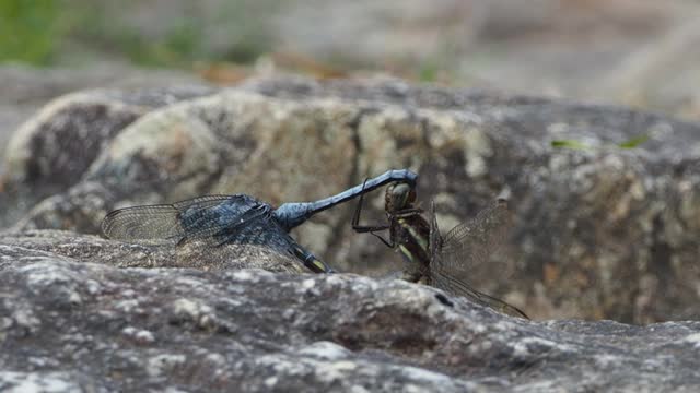 蜻蜓在串联视频素材