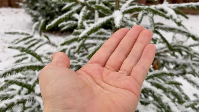 冬季的开始。雪花落在女人的掌心，融化成水。女孩用手抓雪花。新年和圣诞心情。大自然装饰了树枝。视频素材