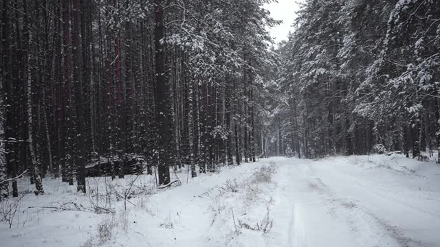 冬天的霜冻日，在美丽的雪林。视频素材