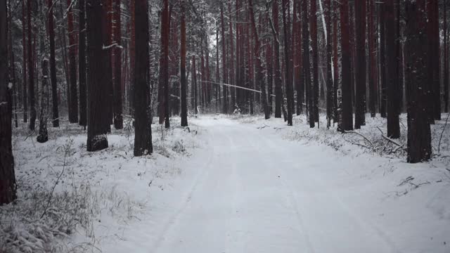 冬天的霜冻日，在美丽的雪林。视频素材