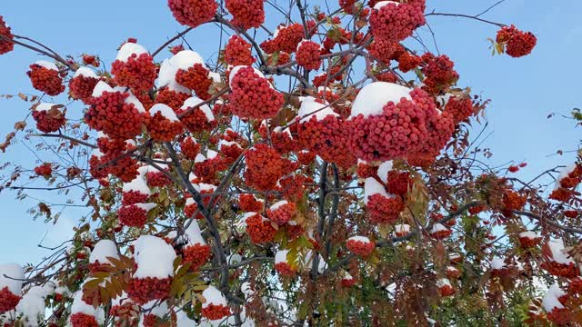 自然异常。初冬。白雪覆盖的白蜡树枝桠上挂满了鲜红多汁的浆果，花园里的绿叶也被白雪覆盖。自然之美自然之美。视频素材