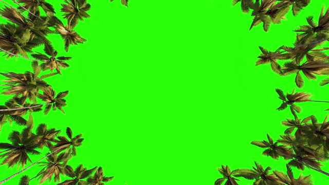 许多棕榈树在绿色的背景上围成一圈。绿色屏幕，用于键控或切割。视频素材