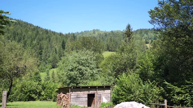 乌克兰卡帕提山村的背景下，胡图尔登山者的落叶和针叶林和野生动物都是美丽如画的传统像在过去的日子视频素材