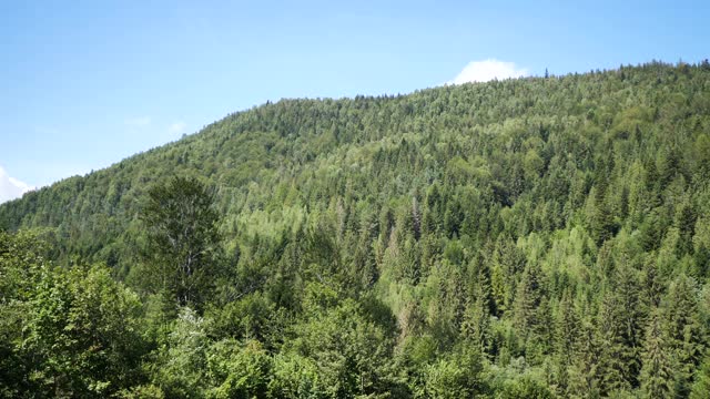 乌克兰卡帕提山村的背景下，胡图尔登山者的落叶和针叶林和野生动物都是美丽如画的传统像在过去的日子视频素材