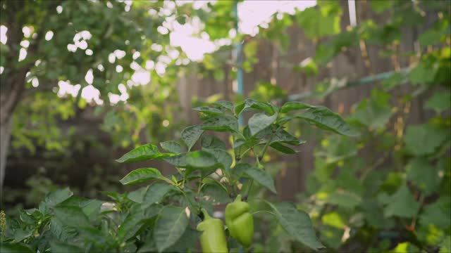 甜辣椒植物，红辣椒视频素材