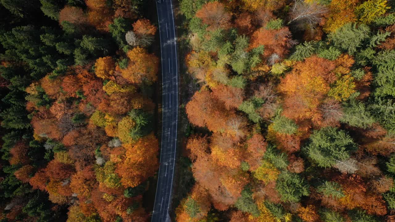 飞过空旷的秋路，明亮的树木在绿色，橙色和红色的色调视频素材