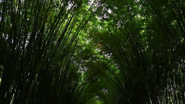 日本的竹林景观。视频素材