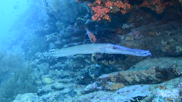 Trumpetfish。视频素材