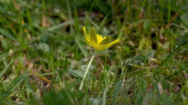 英国多塞特田间的小白屈菜花视频素材