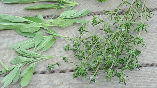 在木质桌子背景上晾干新鲜的香草和绿色植物。视频素材