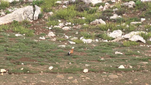 陆地上的野生Shelduck视频素材