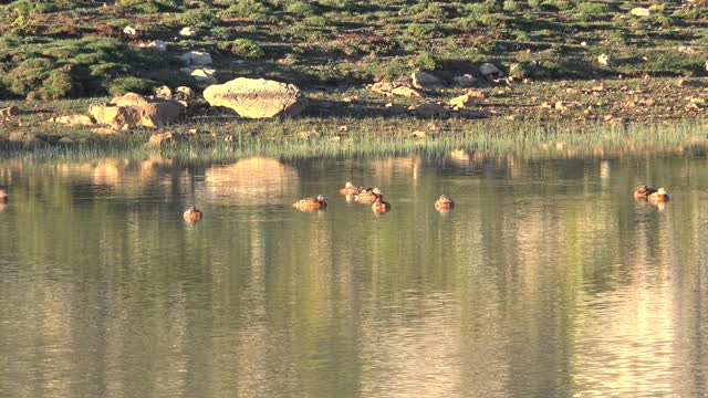 野生的贝壳在湖里游泳视频素材