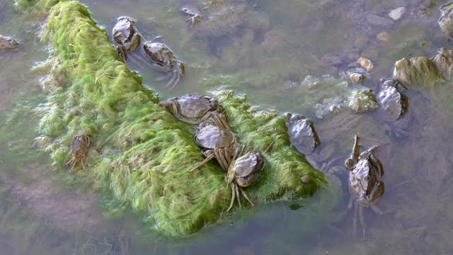 浑水里的螃蟹视频素材