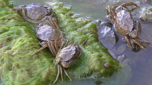 浑水里的螃蟹视频素材