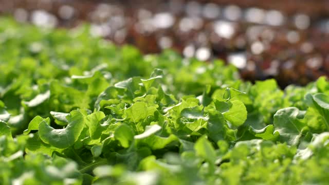 水培小芹菜栽培蔬菜苗圃表视频素材