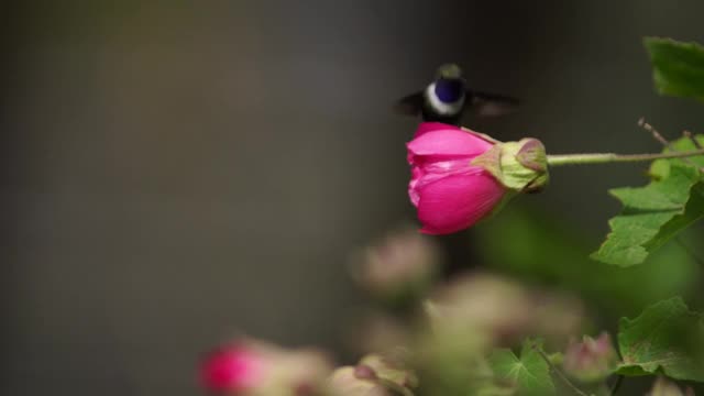 蜂鸟喂食花视频素材