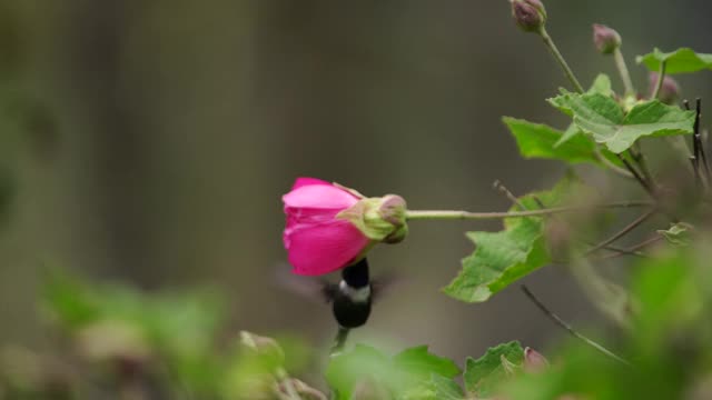 蜂鸟喂食花视频素材