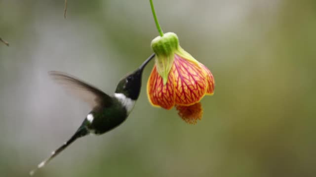 蜂鸟喂食花视频素材